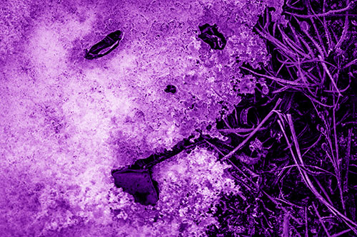 Depressed Snow Face Frowning Among Grass (Purple Shade)