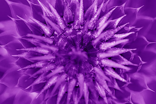 Dew Drops Cover Blooming Thistle Head (Purple Shade Photo)