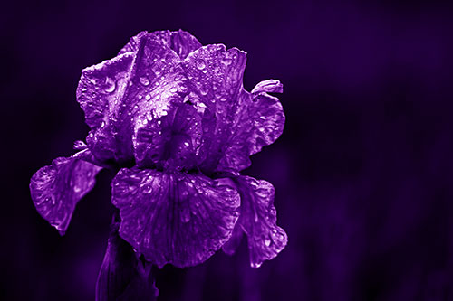 Dew Face Appears Among Wet Iris Flower (Purple Shade Photo)