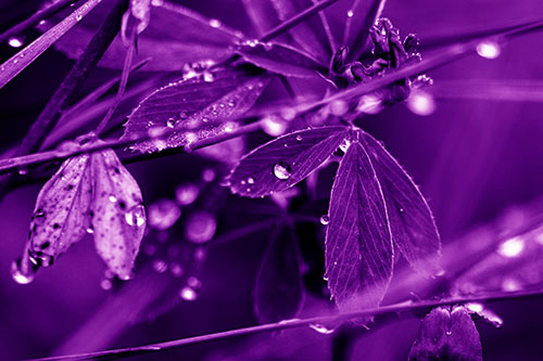 Dew Water Droplets Clutching Onto Leaves (Purple Shade Photo)