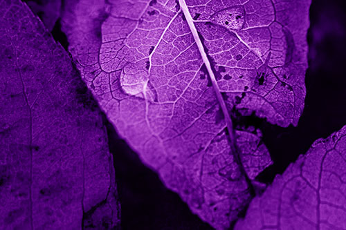 Dewy Eyed Leaf Face Cringing Towards Bug (Purple Shade)