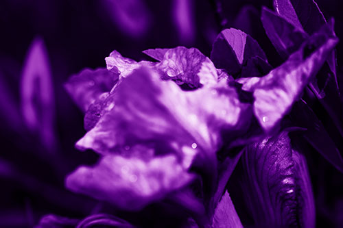 Dewy Iris Flower Creature Face (Purple Shade Photo)