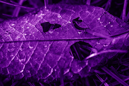Dewy Pierced Leaf Face Screaming Among Grass Blades (Purple Shade)