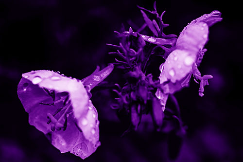 Dewy Primrose Flowers After Rainfall (Purple Shade Photo)