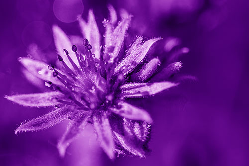 Dewy Spiked Sempervivum Flower (Purple Shade Photo)