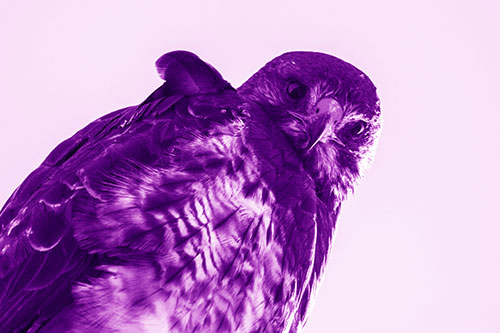 Direct Eye Contact With Rough Legged Hawk (Purple Shade Photo)