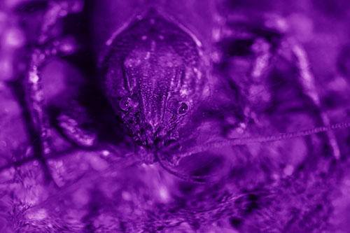 Direct Eye Contact With Water Submerged Crayfish (Purple Shade Photo)