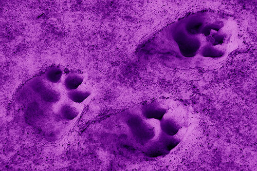 Dirty Dog Footprints In Snow (Purple Shade Photo)