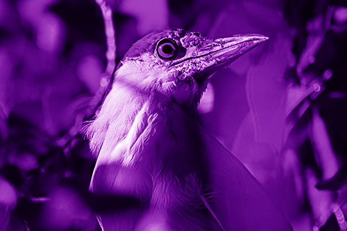 Dirty Faced Black Crowned Night Heron (Purple Shade Photo)