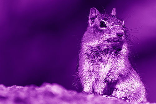 Dirty Nosed Squirrel Atop Rock (Purple Shade Photo)