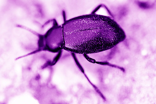 Dirty Shelled Beetle Among Dirt (Purple Shade Photo)