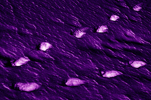 Distancing Snow Footprints (Purple Shade)