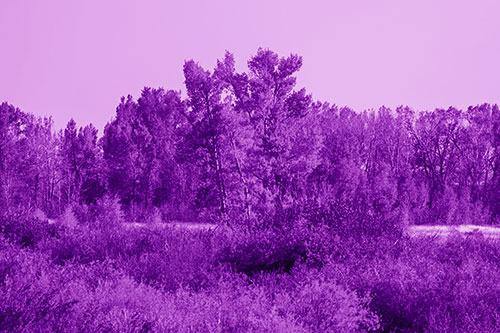 Distant Autumn Trees Changing Color Among Horizon (Purple Shade Photo)