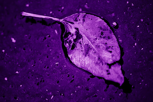 Distressed Rotting Leaf Face Among Wet Pavement (Purple Shade)