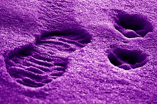 Dog And Human Footprint Marks In Snow (Purple Shade Photo)