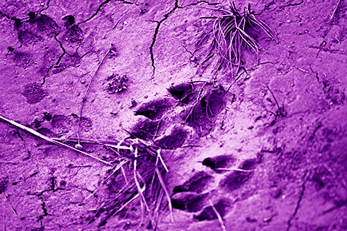 Dog Footprints On Dry Cracked Mud (Purple Shade Photo)