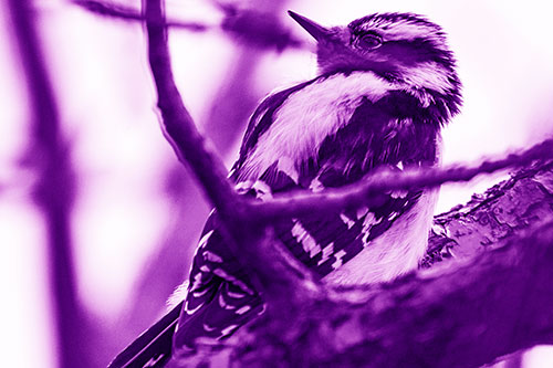 Downy Woodpecker Twists Head Backwards Atop Branch (Purple Shade Photo)
