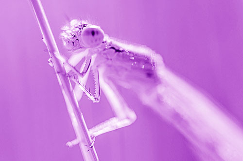 Dragonfly Clamping Onto Grass Blade (Purple Shade Photo)