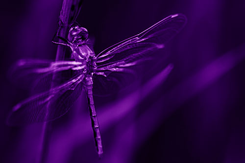 Dragonfly Grabs Ahold Grass Blade (Purple Shade)
