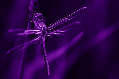 Dragonfly Grabs Ahold Grass Blade (Purple Shade Photo)