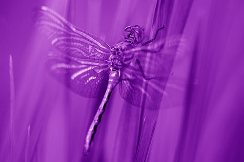Dragonfly Grabs Grass Blade Batch (Purple Shade Photo)