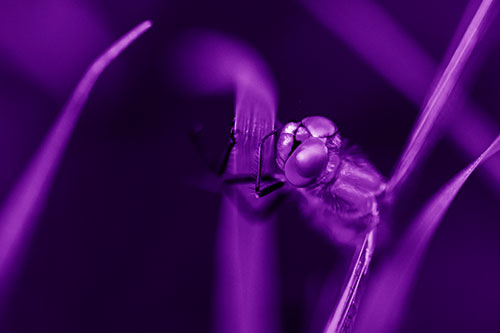 Dragonfly Hugging Grass Blade Tightly (Purple Shade Photo)