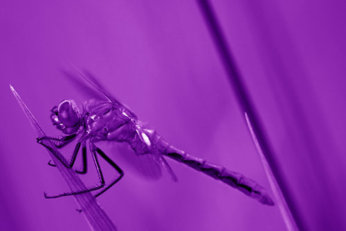 Dragonfly Perched Atop Sloping Grass Blade (Purple Shade)
