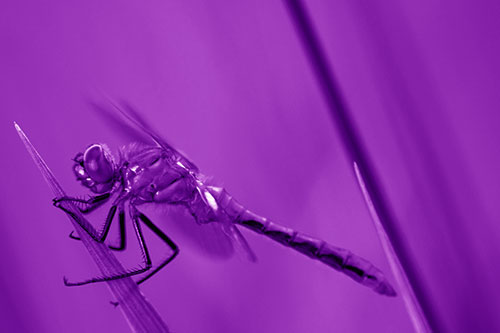 Dragonfly Perched Atop Sloping Grass Blade (Purple Shade Photo)