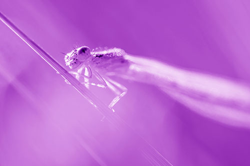 Dragonfly Rides Grass Blade Among Sunlight (Purple Shade Photo)