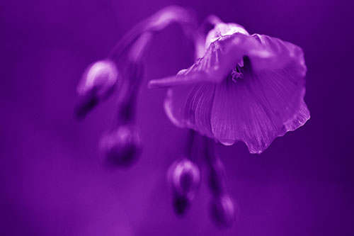Droopy Flax Flower During Rainstorm (Purple Shade Photo)