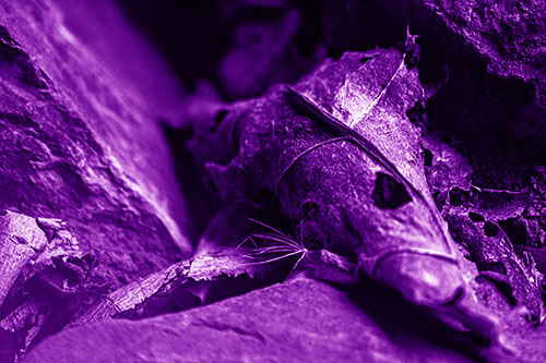 Dry Frowning Leaf Face Resting Between Rocks (Purple Shade)