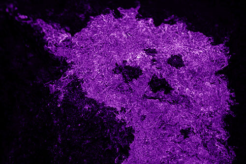 Dry Smirking Moss Face Among Damp Rock Surface (Purple Shade)