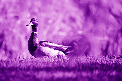 Duck On The Grassy Horizon (Purple Shade Photo)