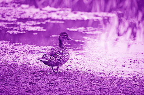 Duck Walking Through Algae For A Lake Swim (Purple Shade Photo)