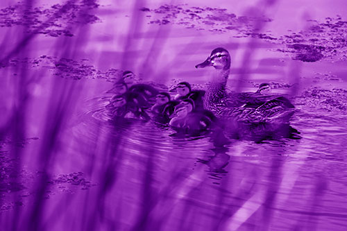 Ducklings Surround Mother Mallard (Purple Shade Photo)