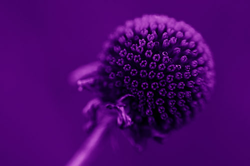 Dying Globosa Billy Button Craspedia Flower (Purple Shade Photo)