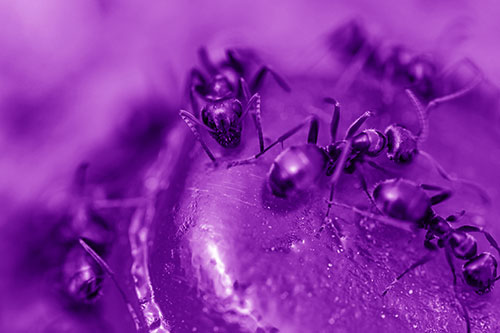 Excited Carpenter Ants Feasting Among Sugary Food Source (Purple Shade Photo)