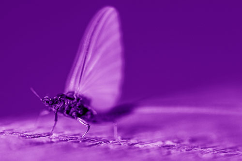 Excited Open Mouthed Mayfly Watches Sunrise (Purple Shade)