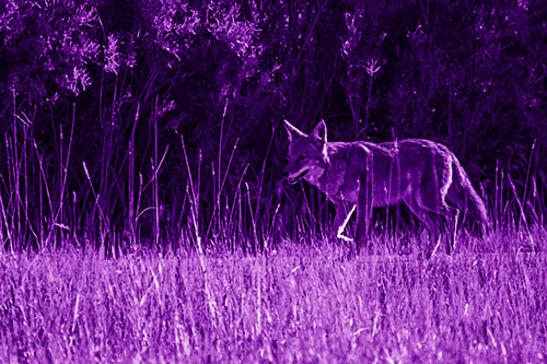Exhausted Coyote Strolling Along Sidewalk (Purple Shade Photo)