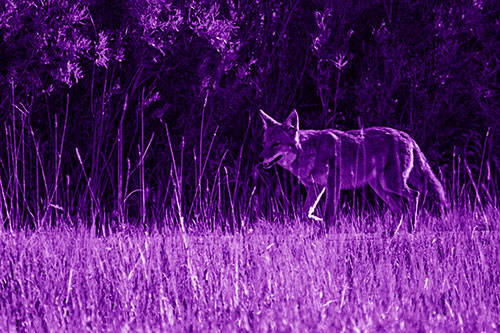 Exhausted Coyote Strolling Along Sidewalk (Purple Shade)