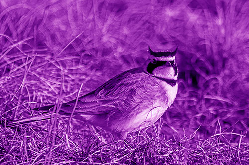 Eye Contact With A Horned Lark (Purple Shade Photo)