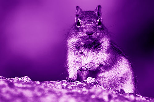 Eye Contact With Wild Ground Squirrel (Purple Shade Photo)