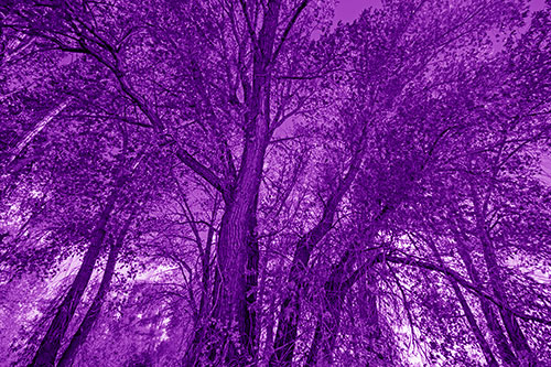 Fall Changing Autumn Tree Canopy Color (Purple Shade Photo)