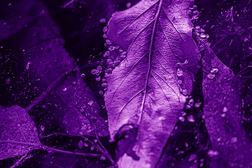 Fallen Autumn Leaf Face Rests Atop Ice (Purple Shade Photo)