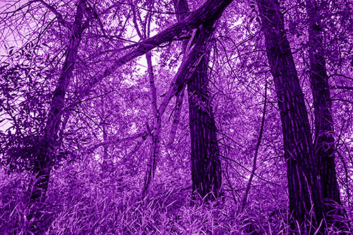 Fallen Forest Tree Trunks Among Sunlight (Purple Shade Photo)