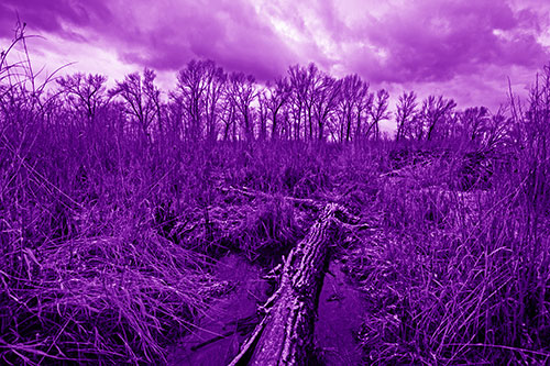 Fallen Snow Covered Tree Log Among Reed Grass (Purple Shade)