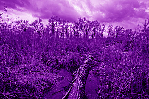 Fallen Snow Covered Tree Log Among Reed Grass (Purple Shade Photo)