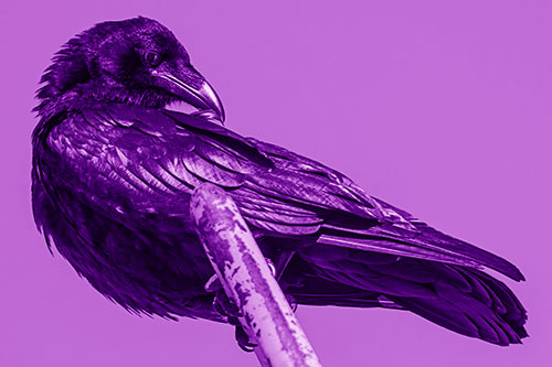 Feather Cleaning Raven Perched Atop Rusted Rail (Purple Shade)