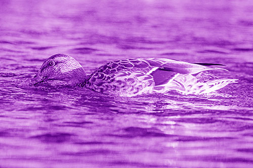 Female Mallard Duck Feasting Among River Water (Purple Shade)