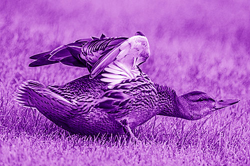 Female Mallard Duck Stretching Among Cut Grass (Purple Shade)